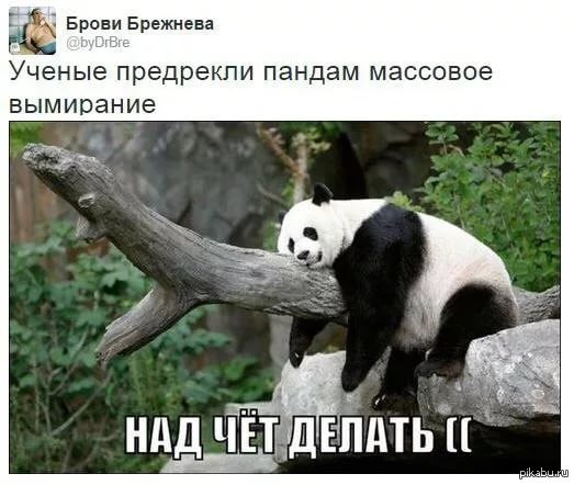 панда.jpg
