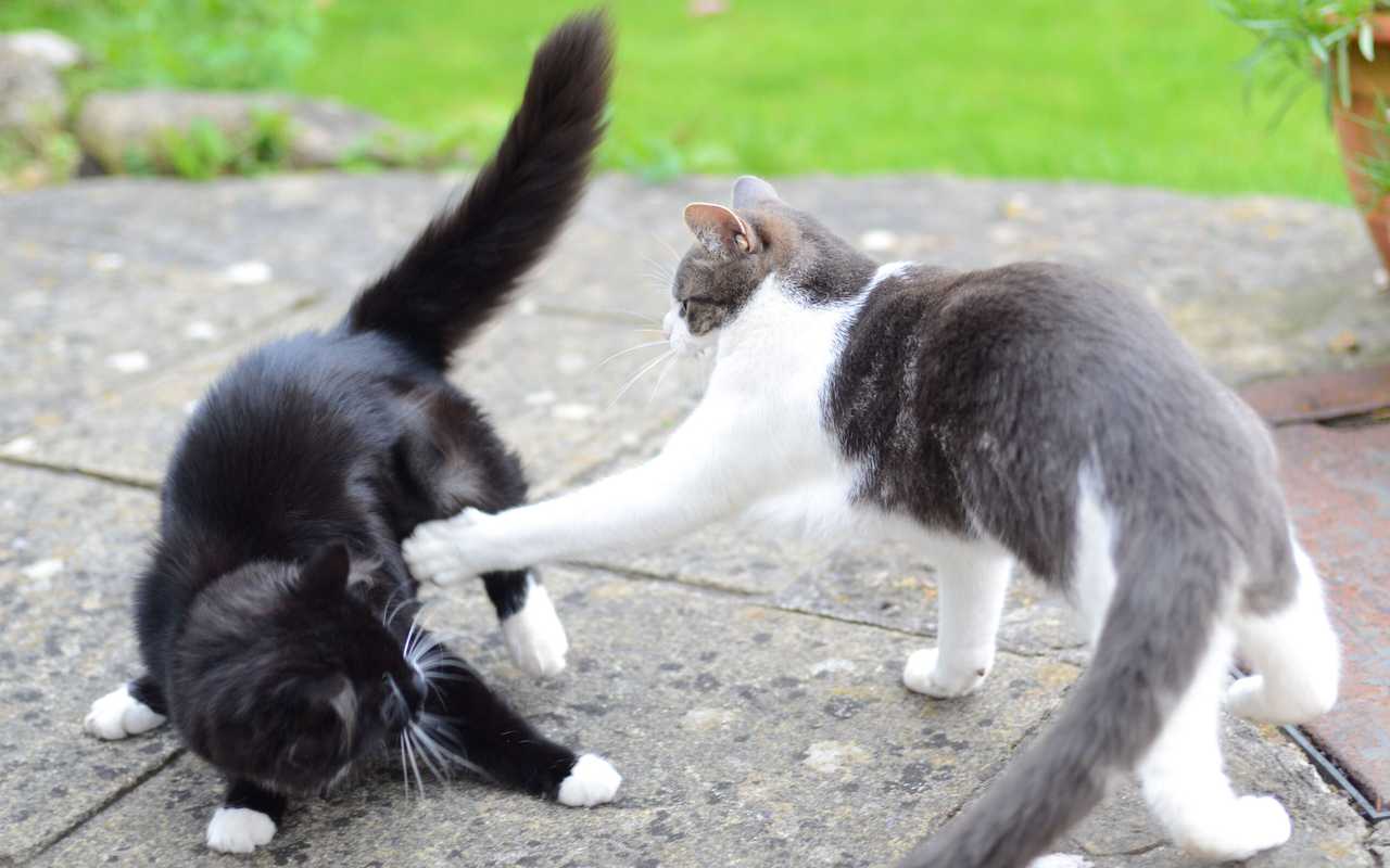 cats-fighting-scaled.jpg