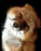 RedFox