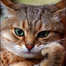 Конвертатор